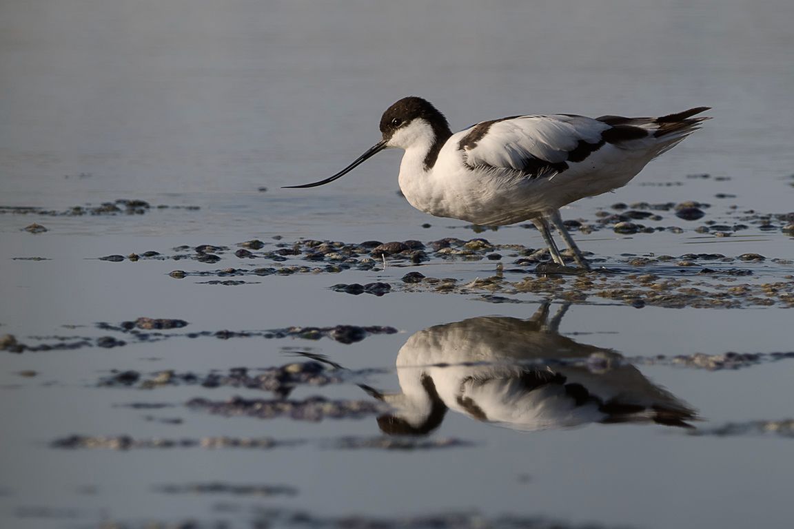 Avoceta 