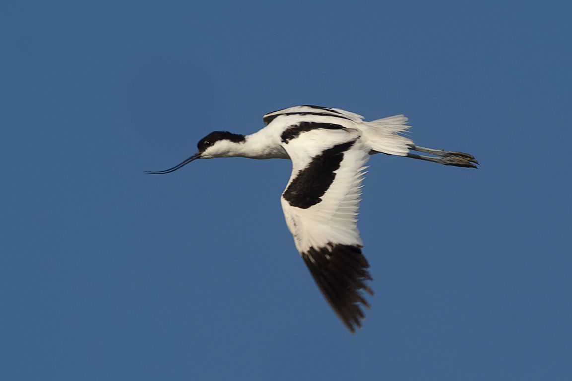 Avoceta 
