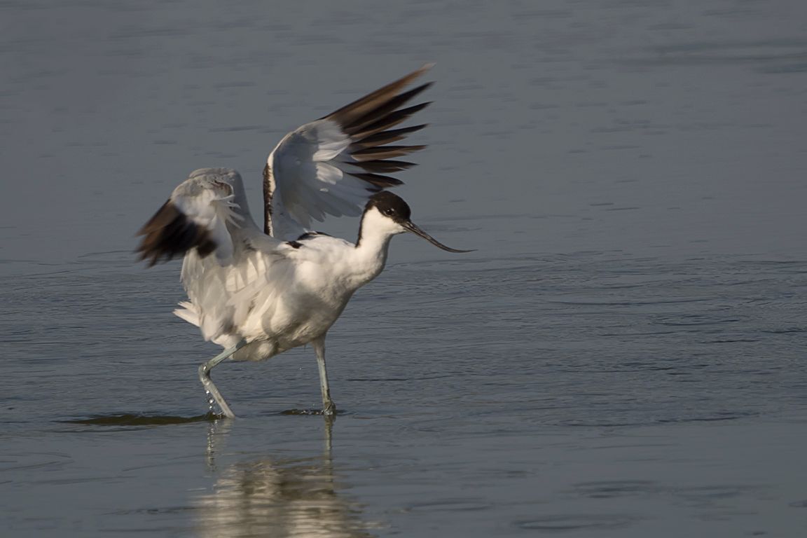 Avoceta 