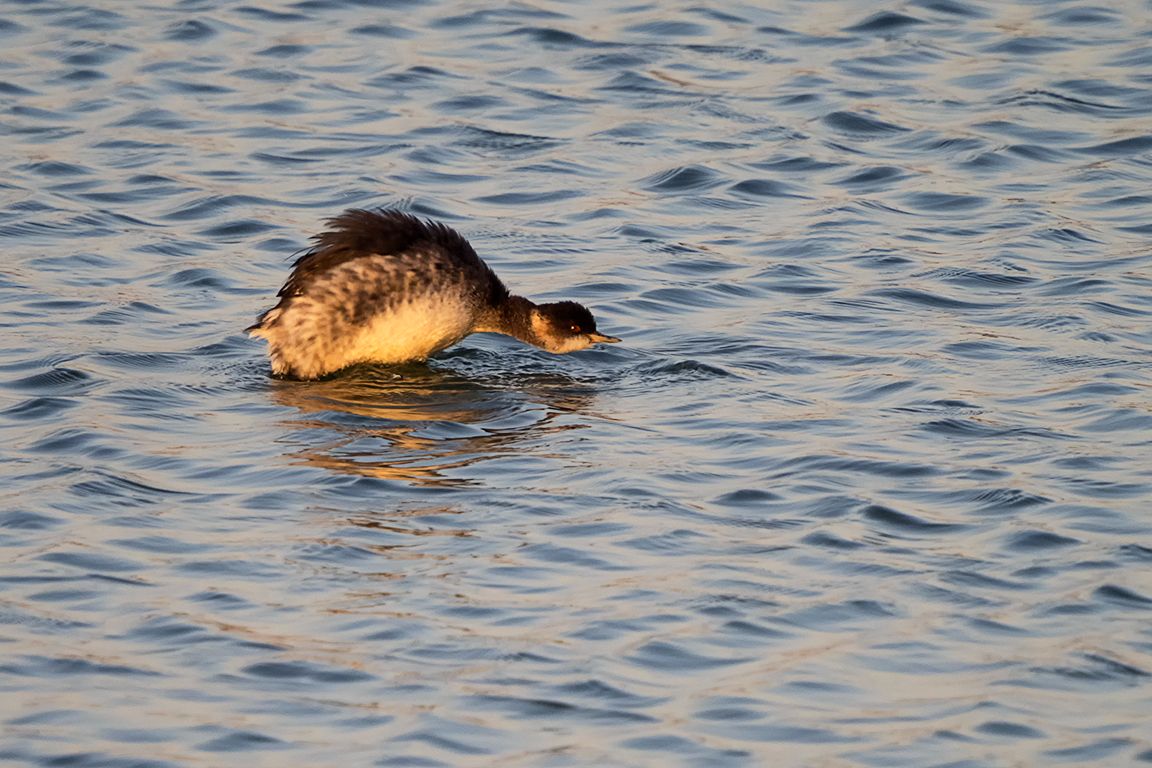 Zampullín cuellinegro