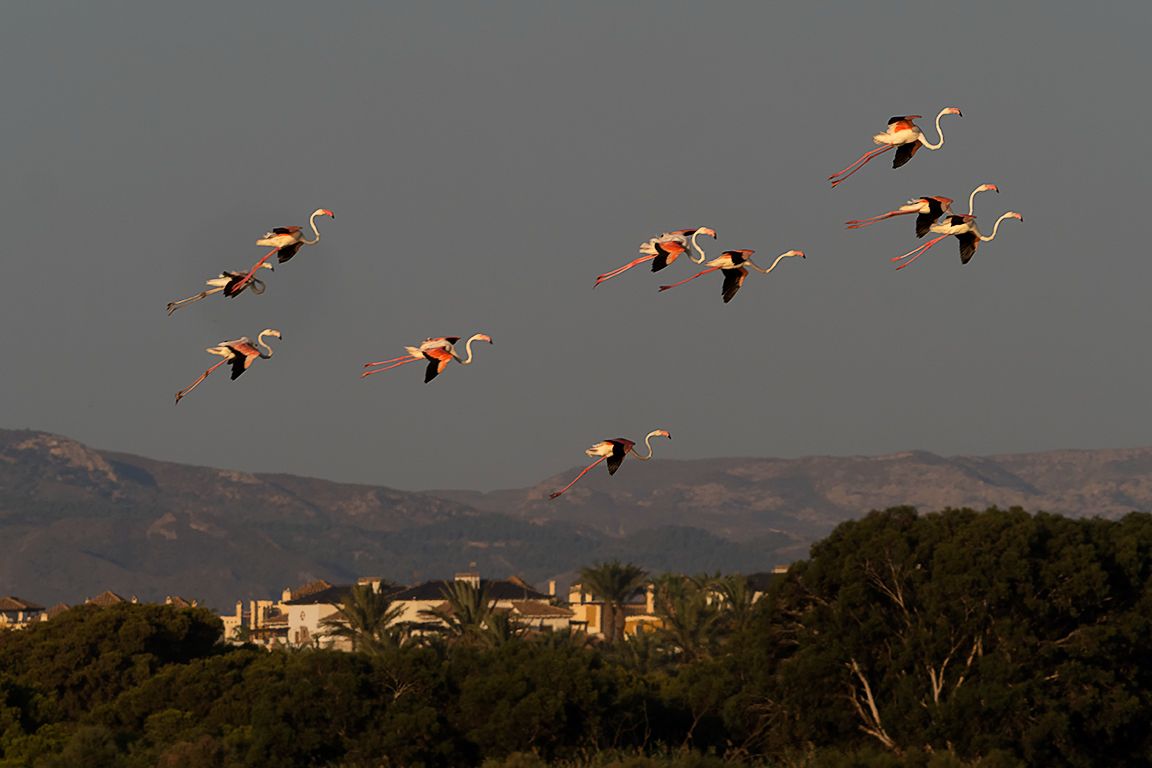 Flamencos