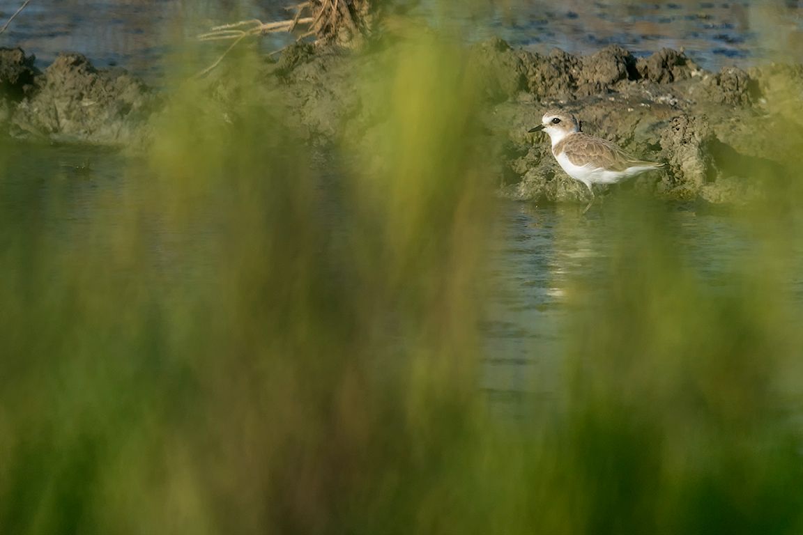 Chorlitejo patinegro