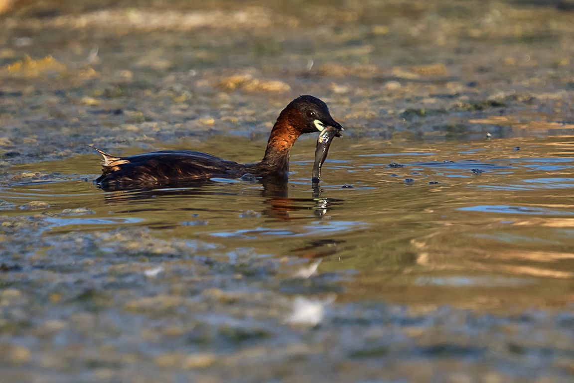 Zampullín chico con el desayuno