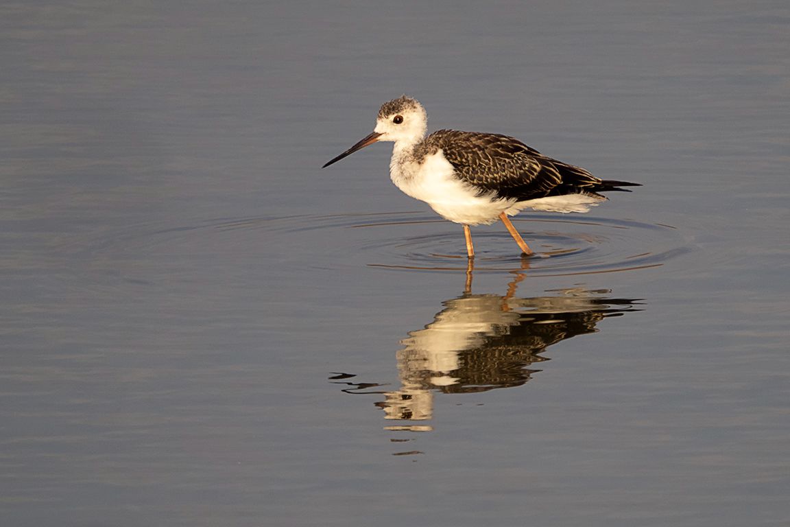 Pollo de cigüeñuela