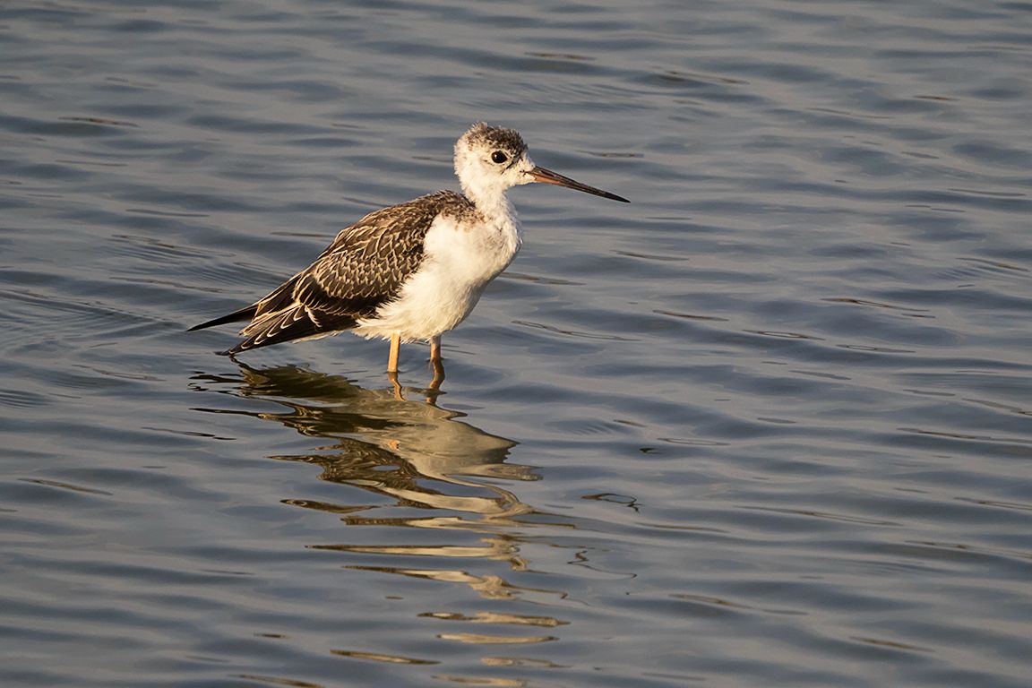 Pollo de cigüeñuela