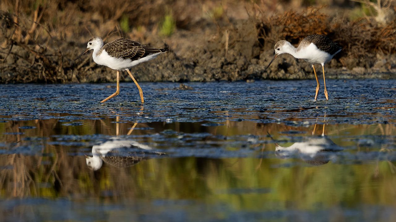 Pollos de cigüeñuela