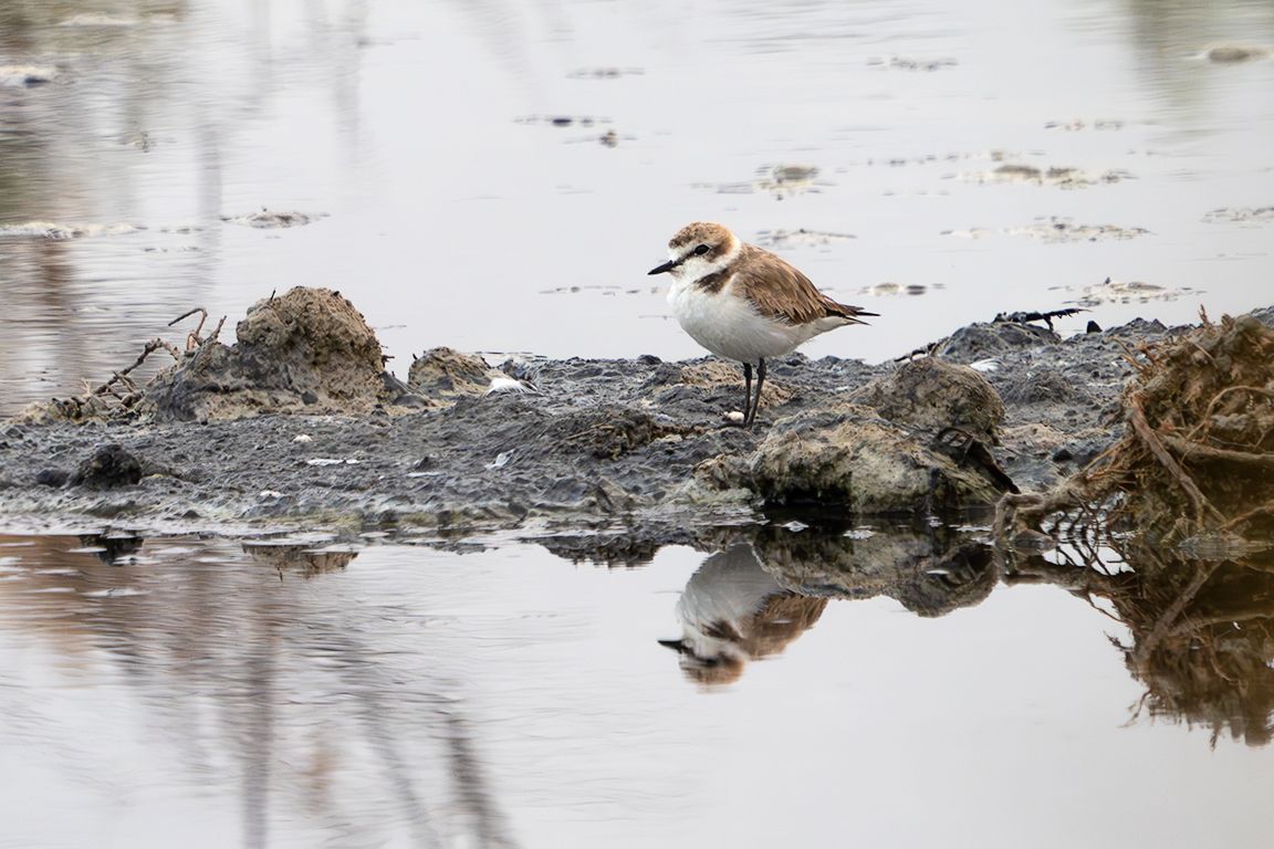 Chorlitejo patinegro
