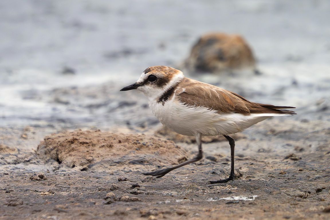 Chorlitejo patinegro