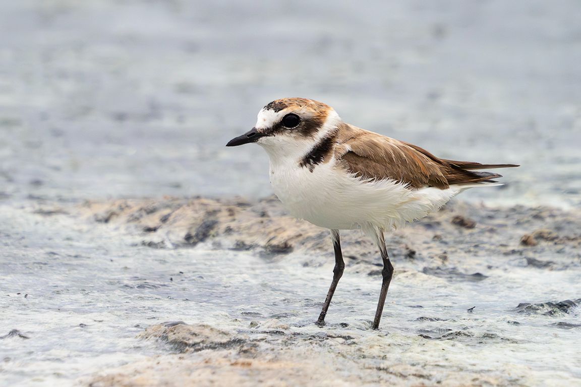 Chorlitejo patinegro