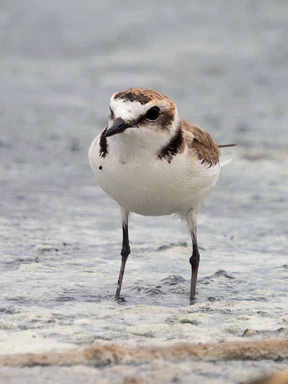 Chorlitejo patinegro