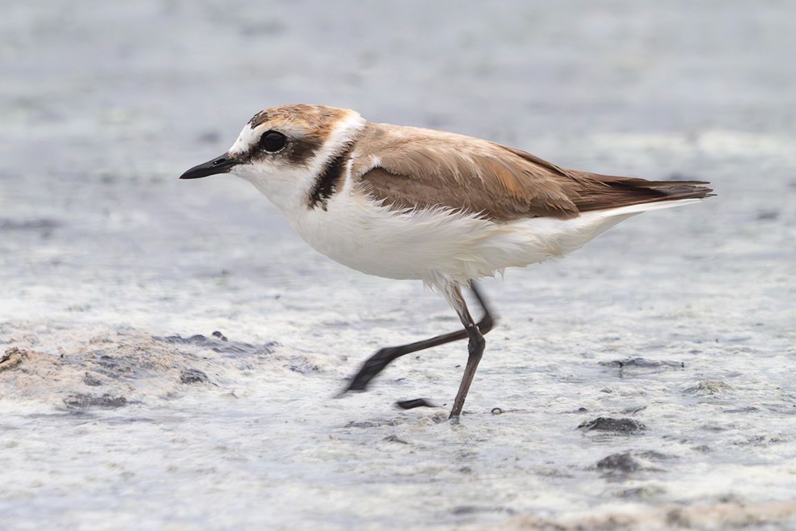 Chorlitejo patinegro