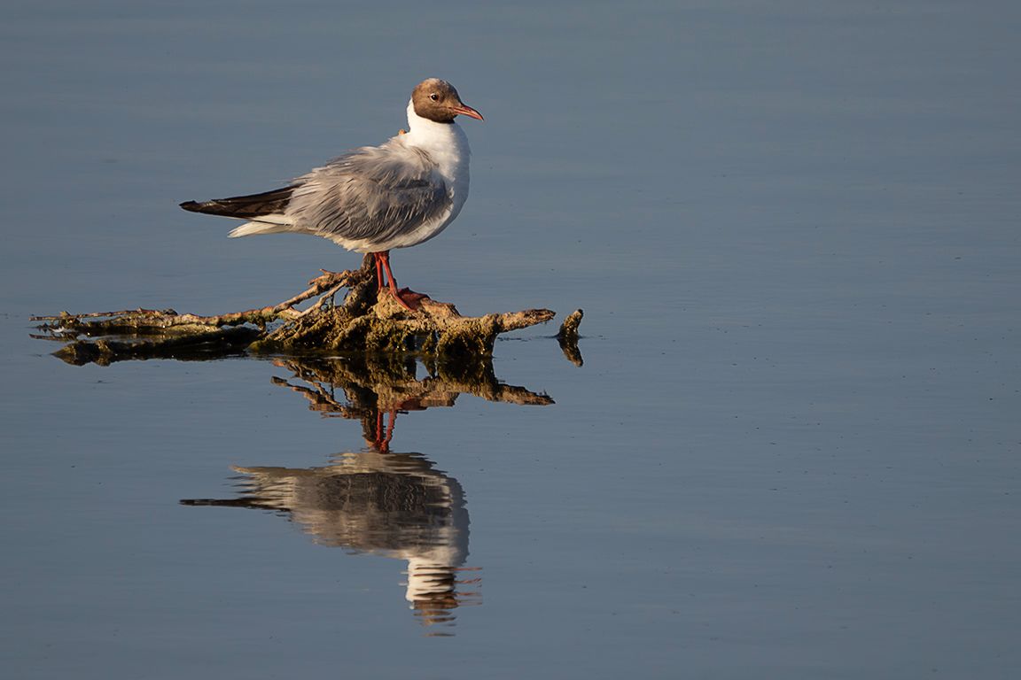 Gaviota reidora