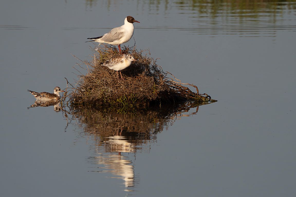 Gaviota reidora con pollo