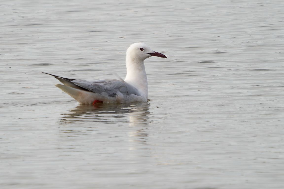 Gaviota picofina
