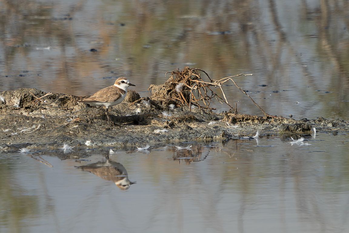 Chorlitejo patinegro