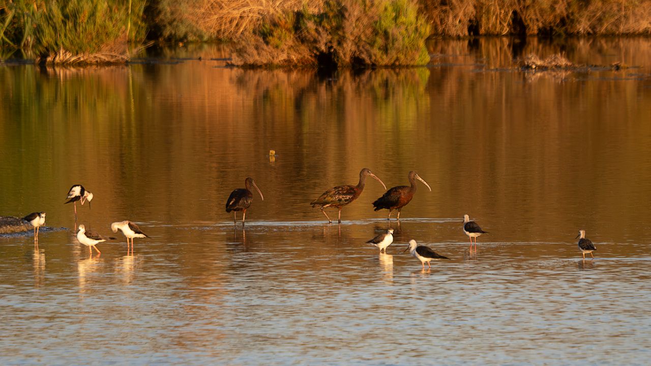 Moritos y cigüeñuelas