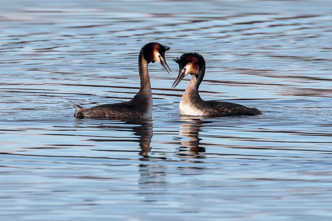 Somormujos en cortejo