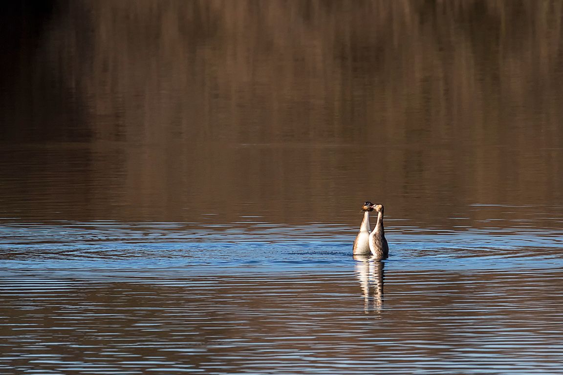 Somormujos en cortejo