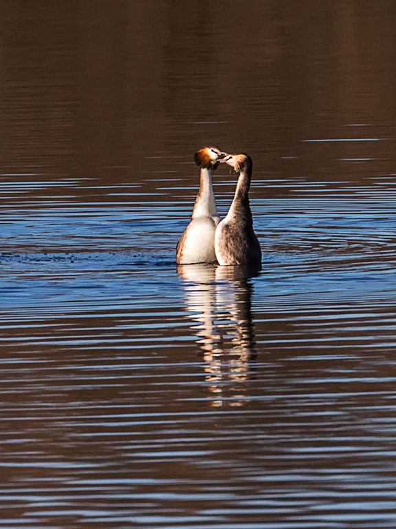 Somormujos en cortejo