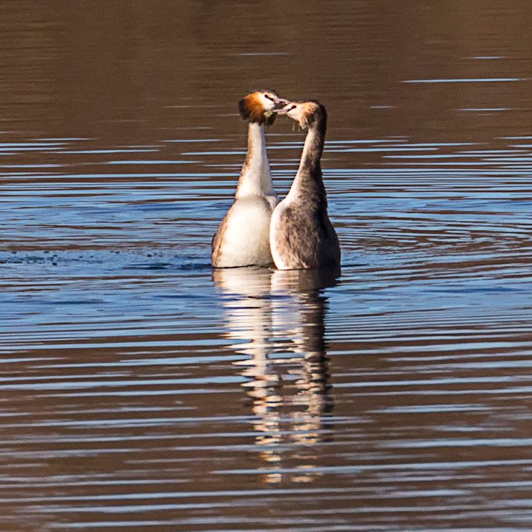Somormujos en cortejo