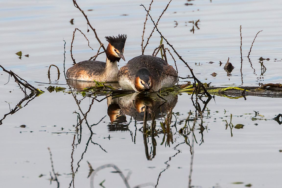 Somormujos en cópula