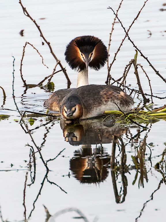 Somormujos en cópula