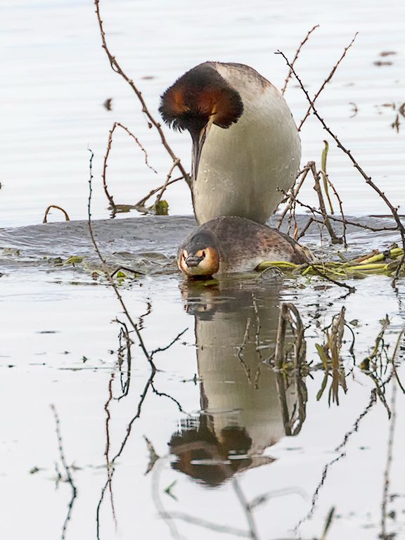 Somormujos en cópula