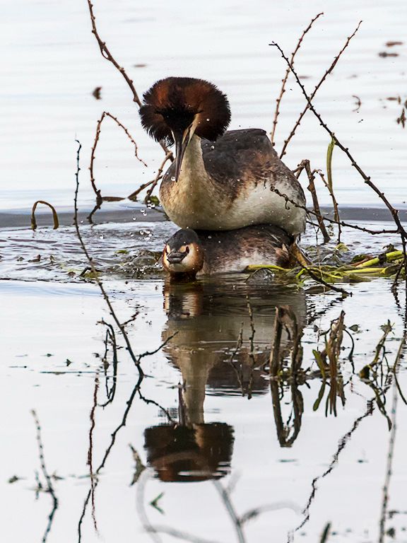 Somormujos en cópula