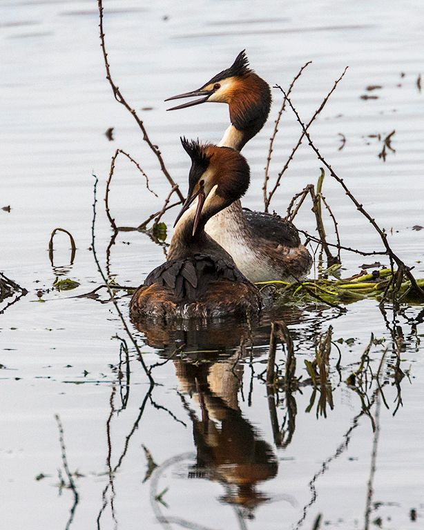 Somormujos en cópula