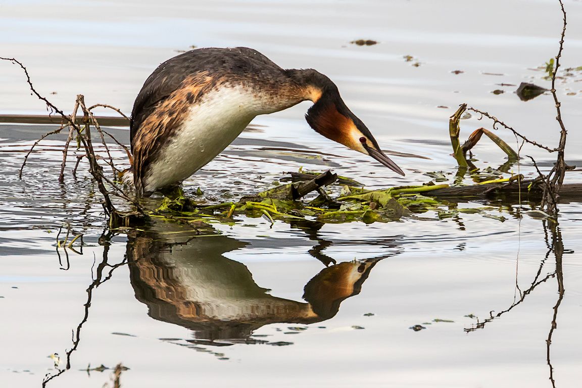 Somormujos en cópula