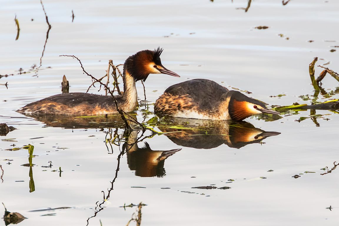 Somormujos en cópula