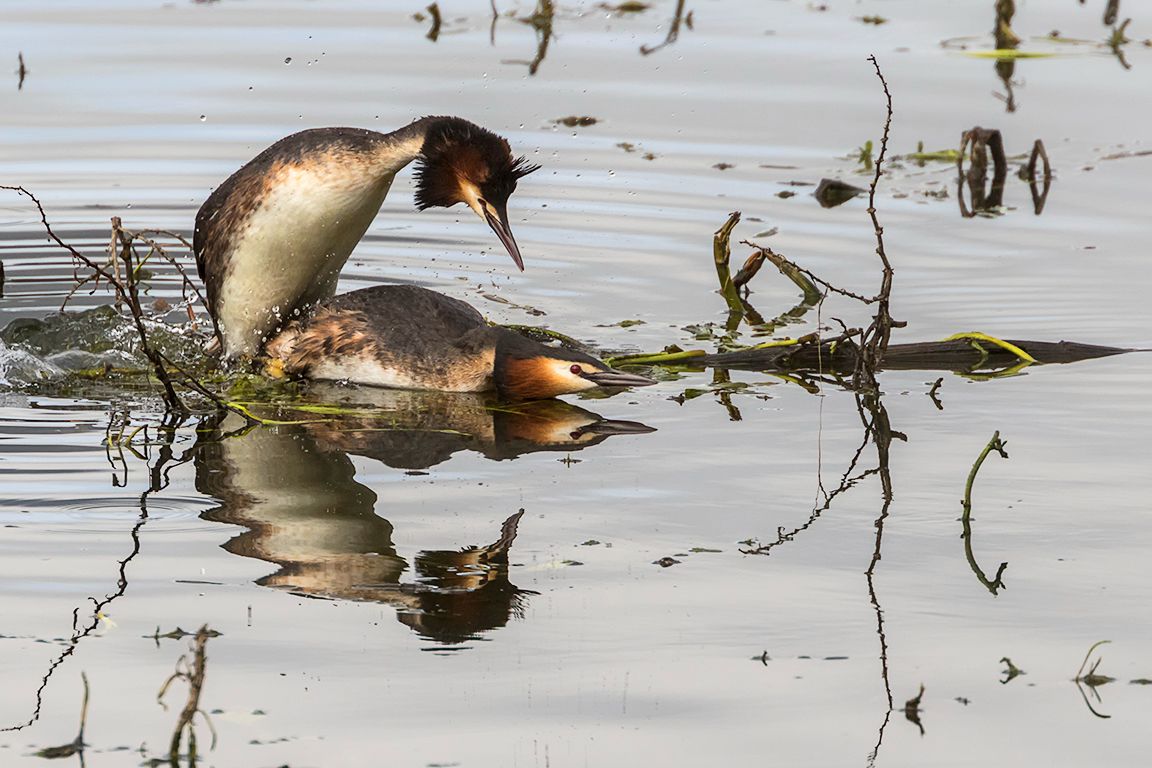 Somormujos en cópula