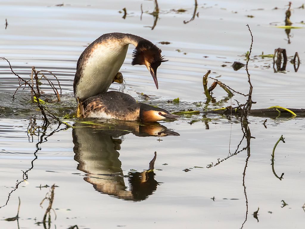Somormujos en cópula