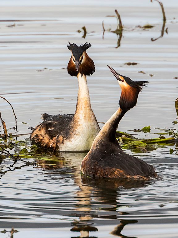 Somormujos en cortejo