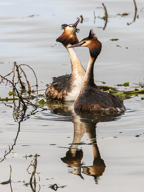 Somormujos en cortejo