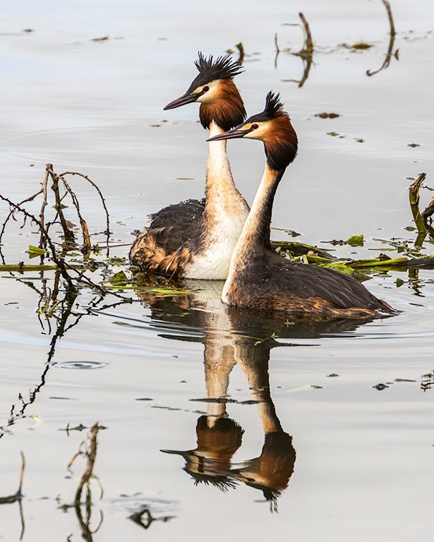 Somormujos en cortejo