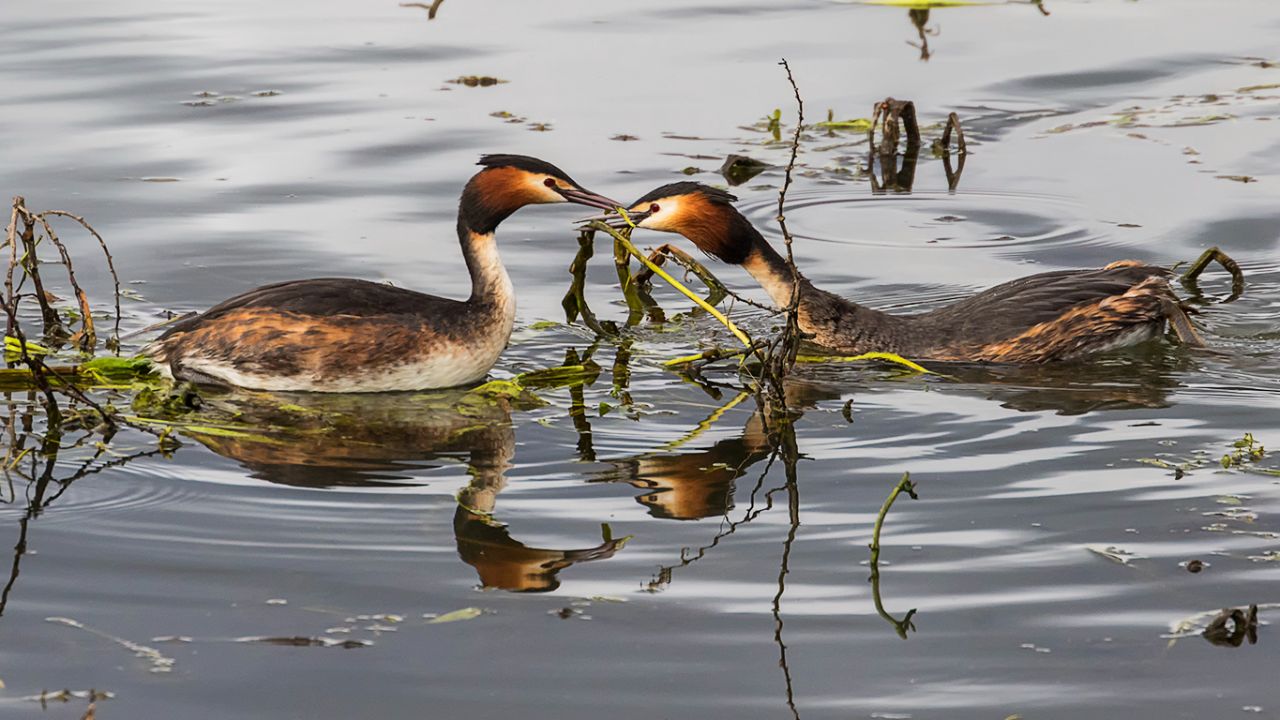 Somormujos preparando el nido