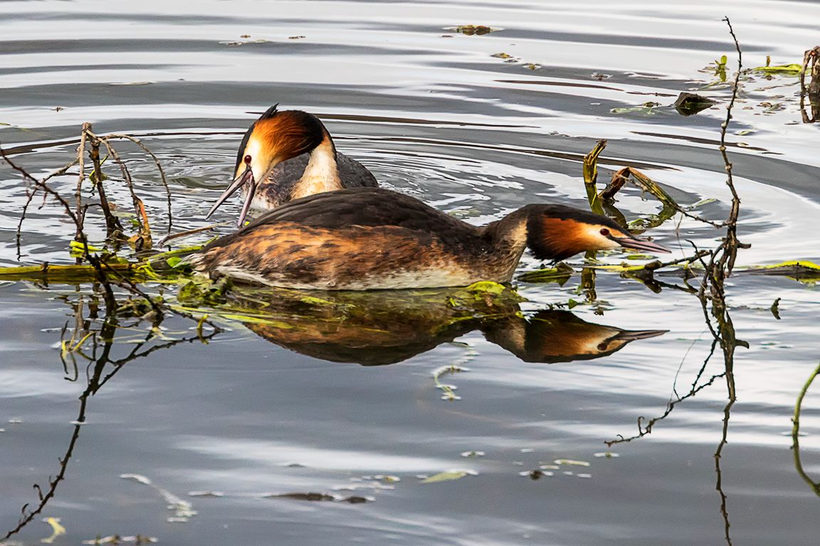 Somormujos preparando el nido