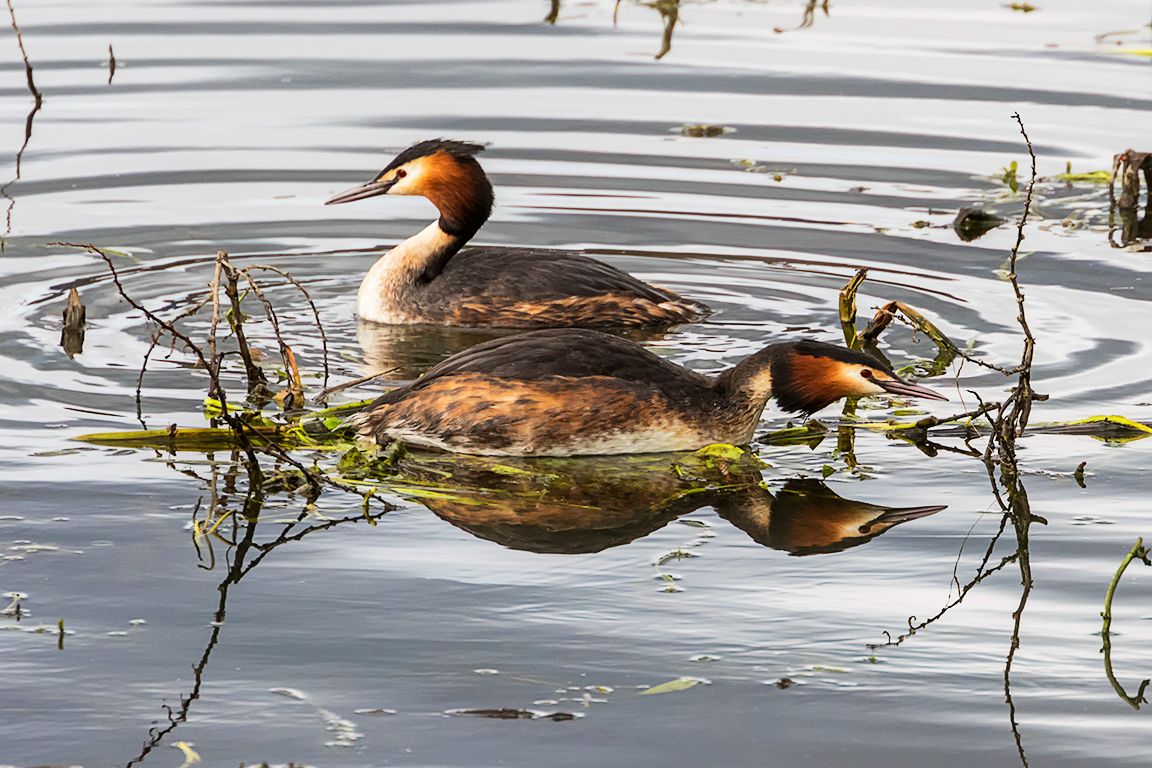 Somormujos preparando el nido