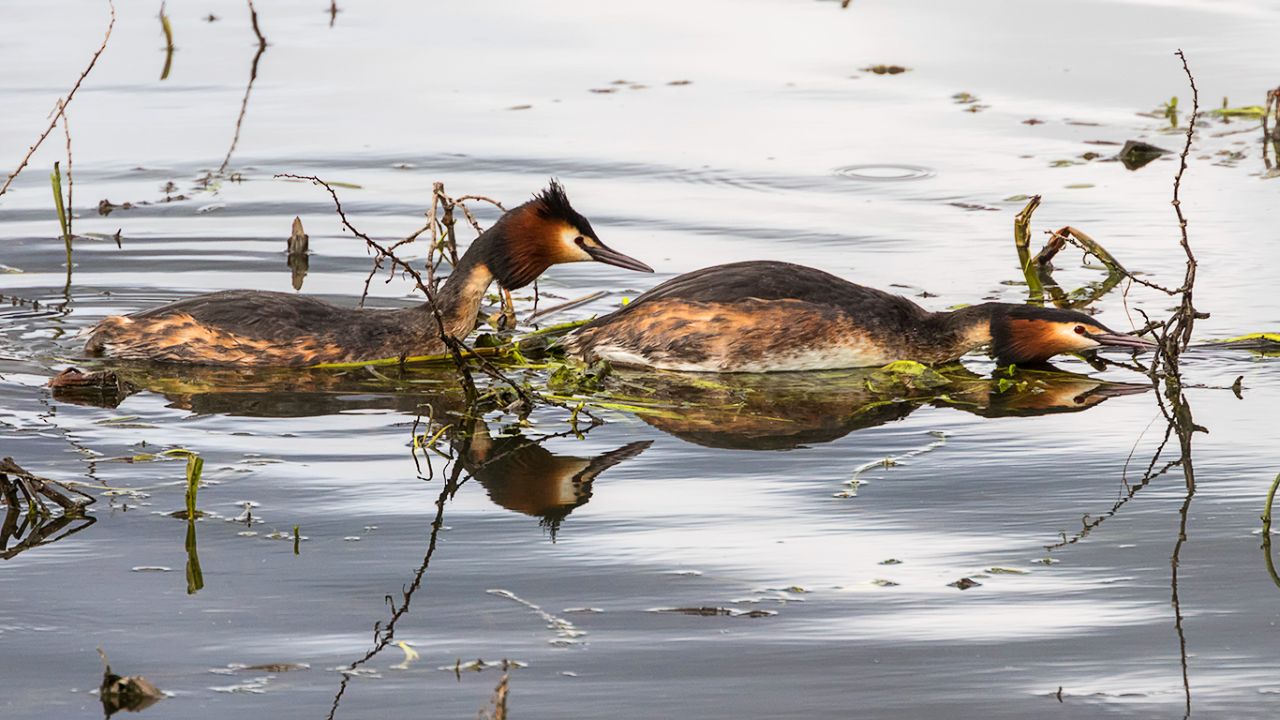 Somormujos preparando el nido
