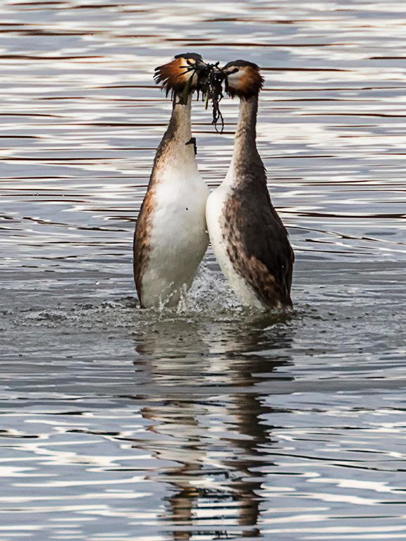 Somormujos en cortejo