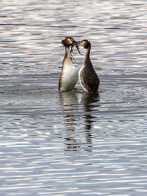 Somormujos en cortejo