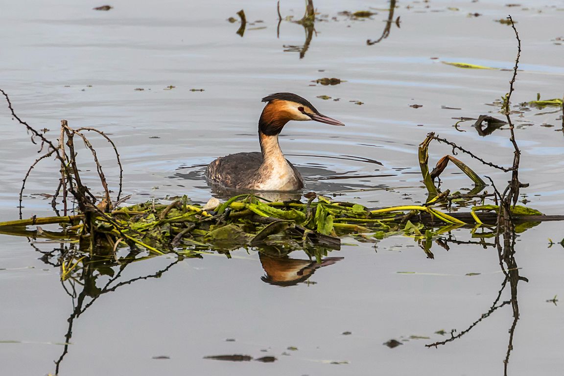 Somormujos preparando el nido