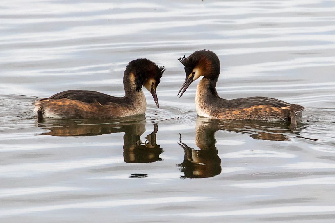 Somormujos en cortejo