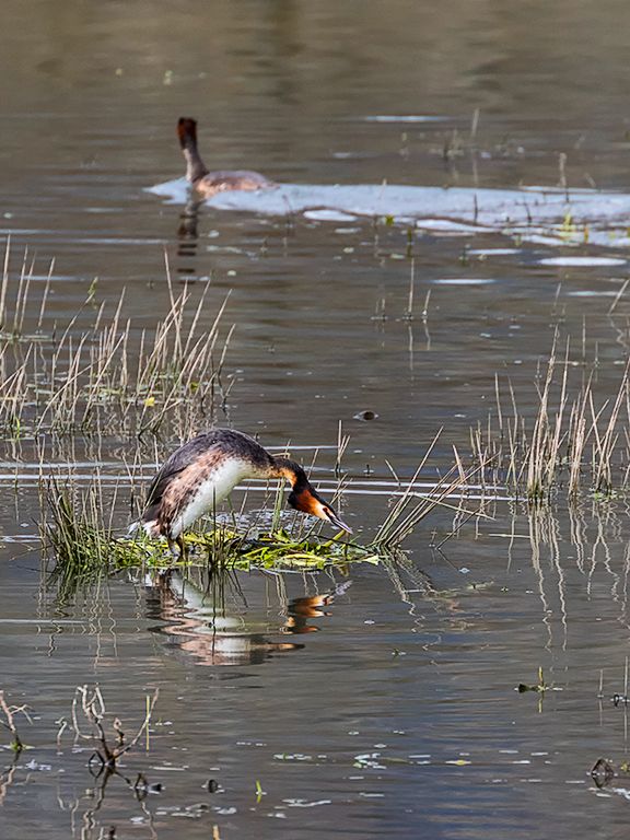 Somormujos preparando el nido