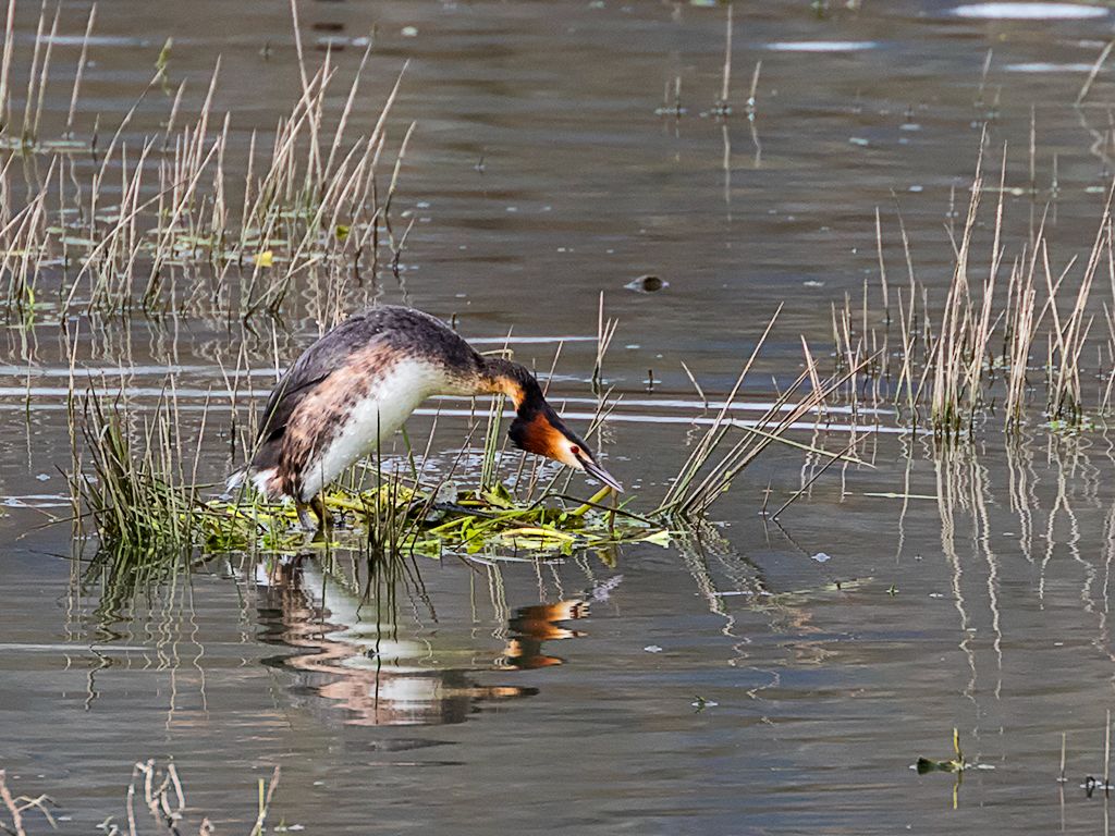 Somormujos preparando el nido