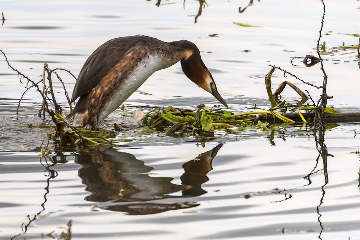 Somormujos en cópula