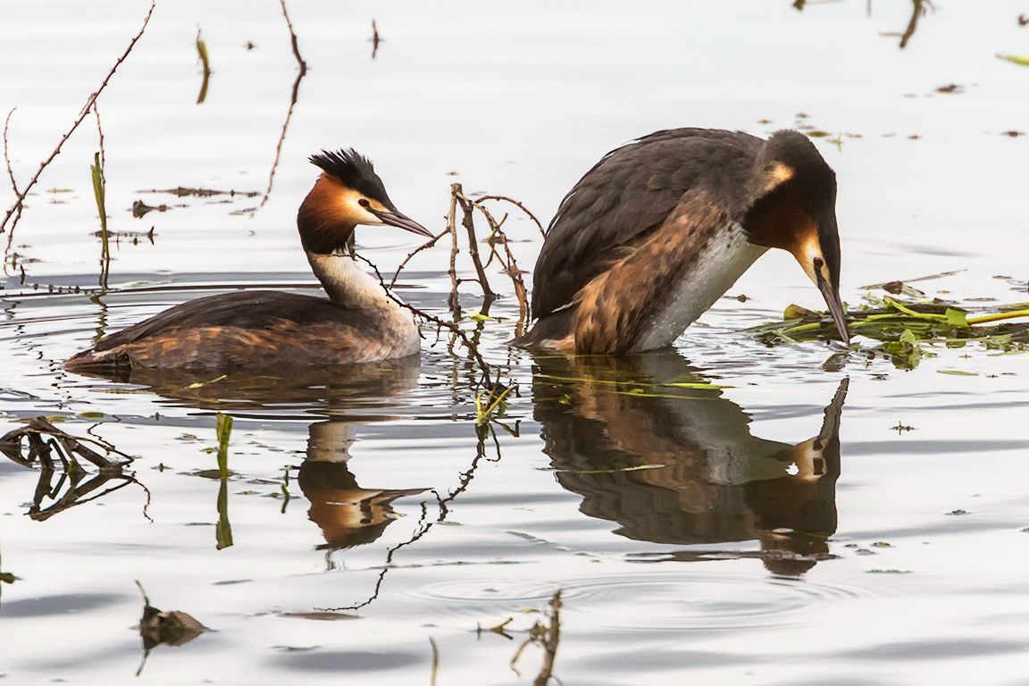 Somormujos en cópula