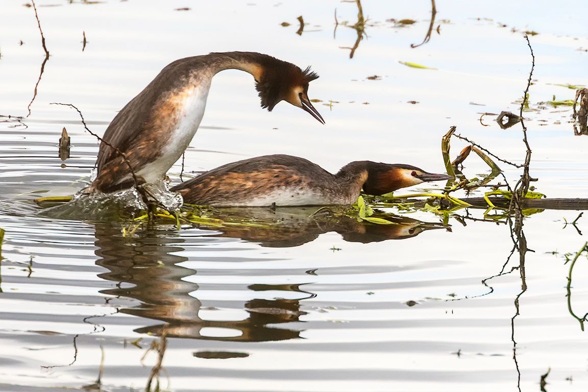 Somormujos en cópula