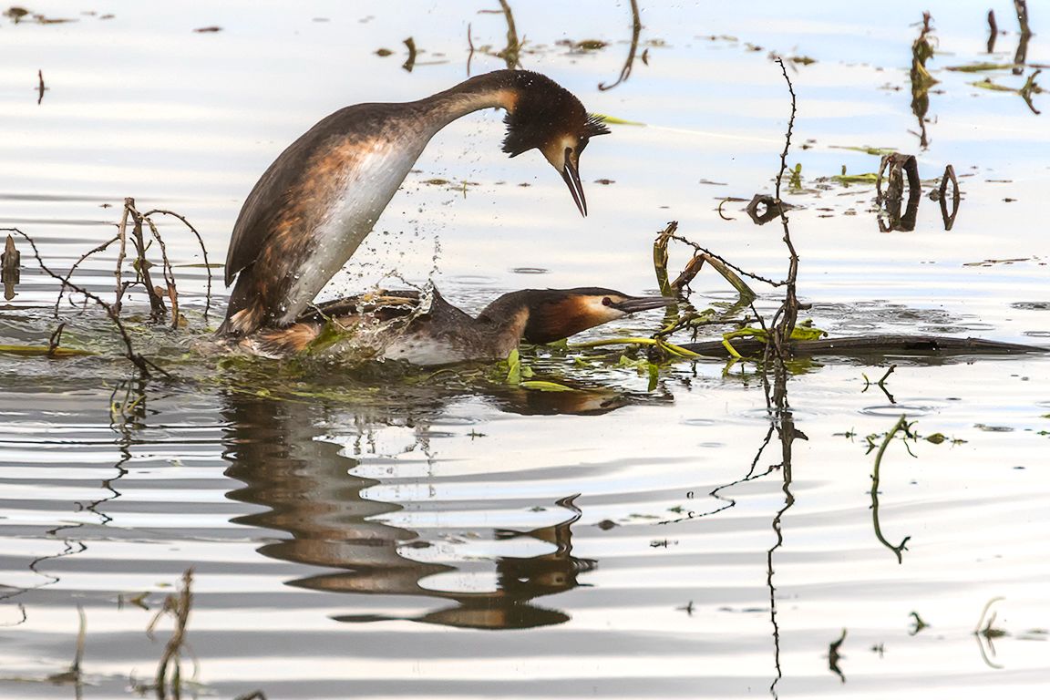 Somormujos en cópula